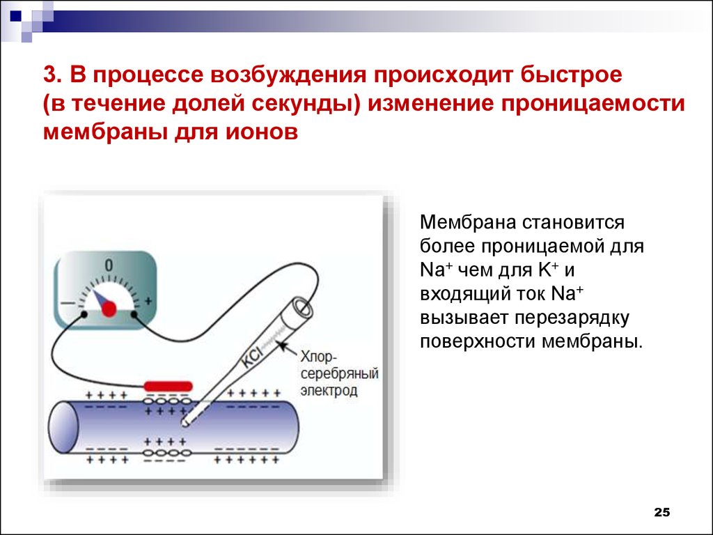 На рисунке изображена реакция механорецепторов на изменения раздражителей на примере телец пачини