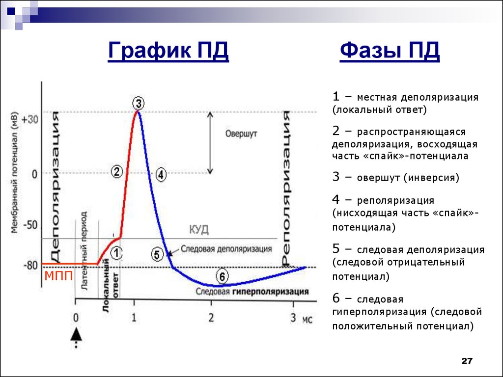 Потенциал действия физиология это. Схема потенциала действия фазы. Фазы потенциала действия овершут. Схема потенциала действия нервной клетки. Потенциал действия фазы Пд.