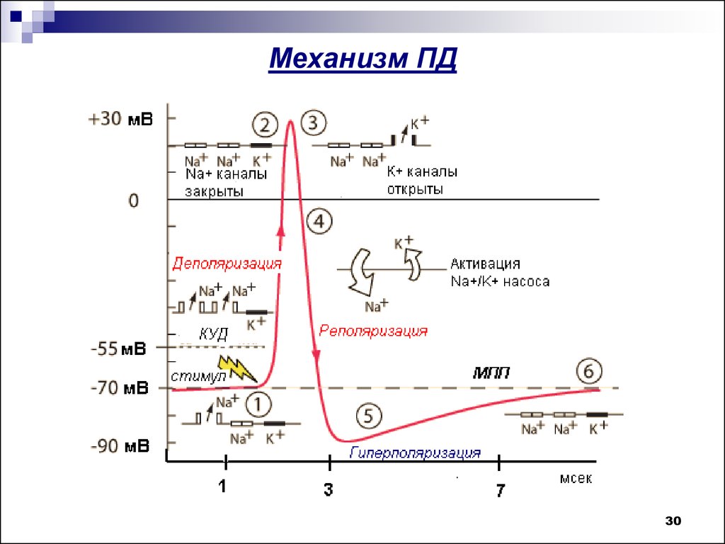 Пд это. Ионный механизм Пд. Ионные механизмы формирования Пд. Ионный механизм генерации потенциала действия. Фазы и ионные механизмы потенциала действия.