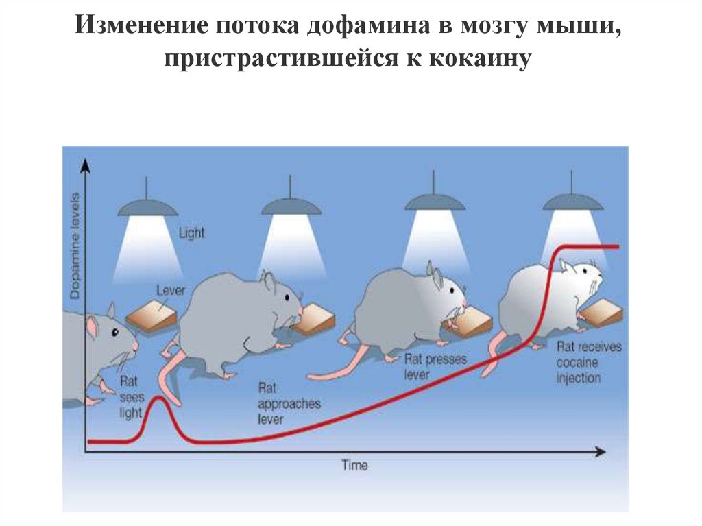 Изменение потока. Эксперимент ышь дофамин. Опыты на мышах с дофамином. Опыт с крысами и дофамином.