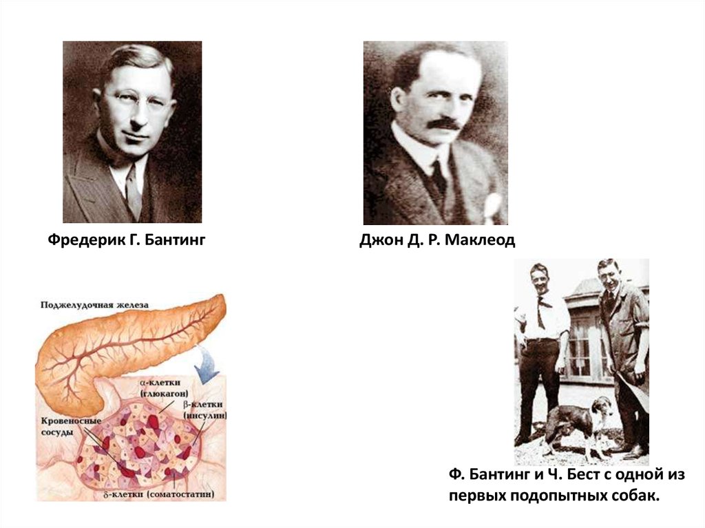 История открытия инсулина презентация