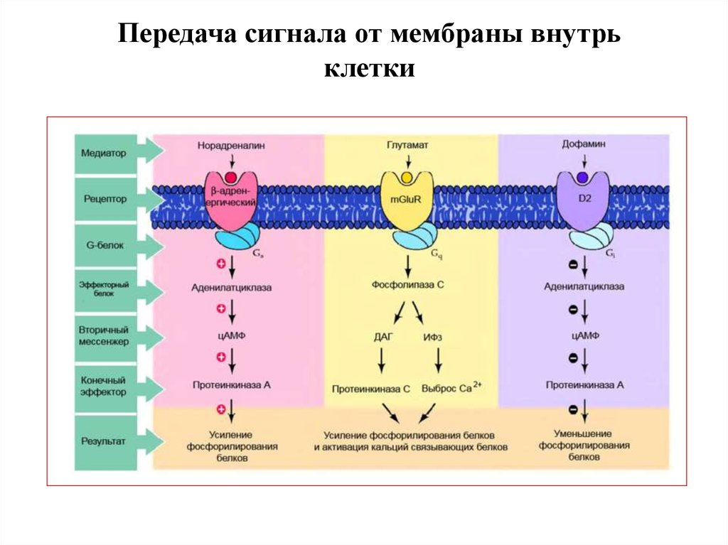 Внутрь клетки. Передача сигнала внутрь клетки. Ингибиторы передачи сигнала внутрь клетки. Системы передачи сигнала в клетку. Схема передачи сигнала внутрь клетки.