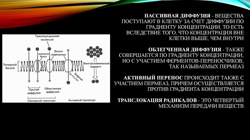 Клетки счет. Диффузия веществ в клетку. Облегченная диффузия в клетке. Диффузия по градиенту концентрации вещества. Пассивный механизм проникновения веществ в клетку диффузия.