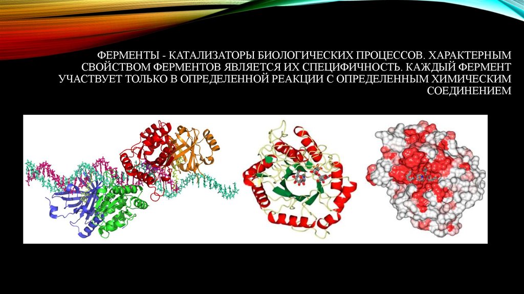 Ферменты биологические катализаторы презентация