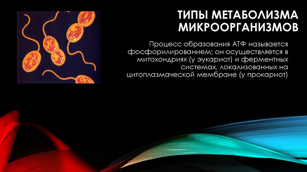 Виды обменов клетки. Типы метаболизма микроорганизмов. Метаболические процессы микроорганизмов.. Типы метаболизма бактерий. Энергетический метаболизм бактерий микробиология.