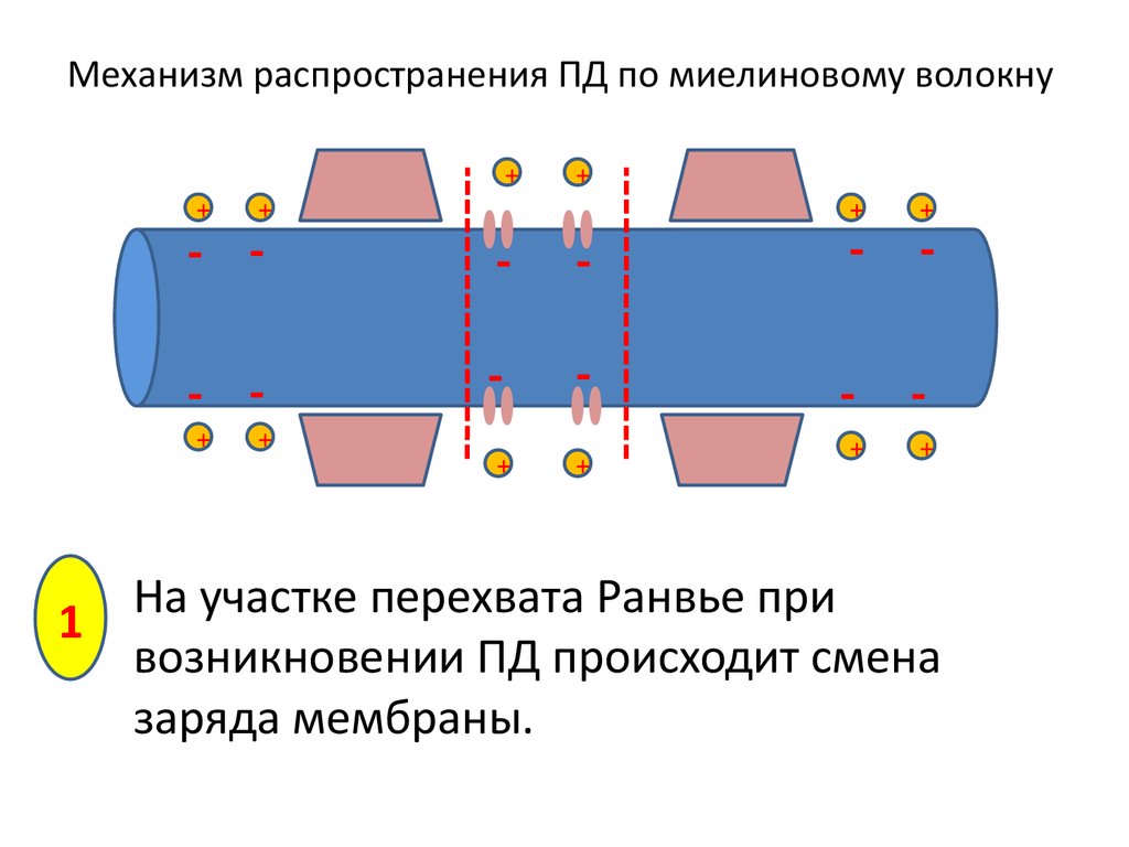 Механизм распространения