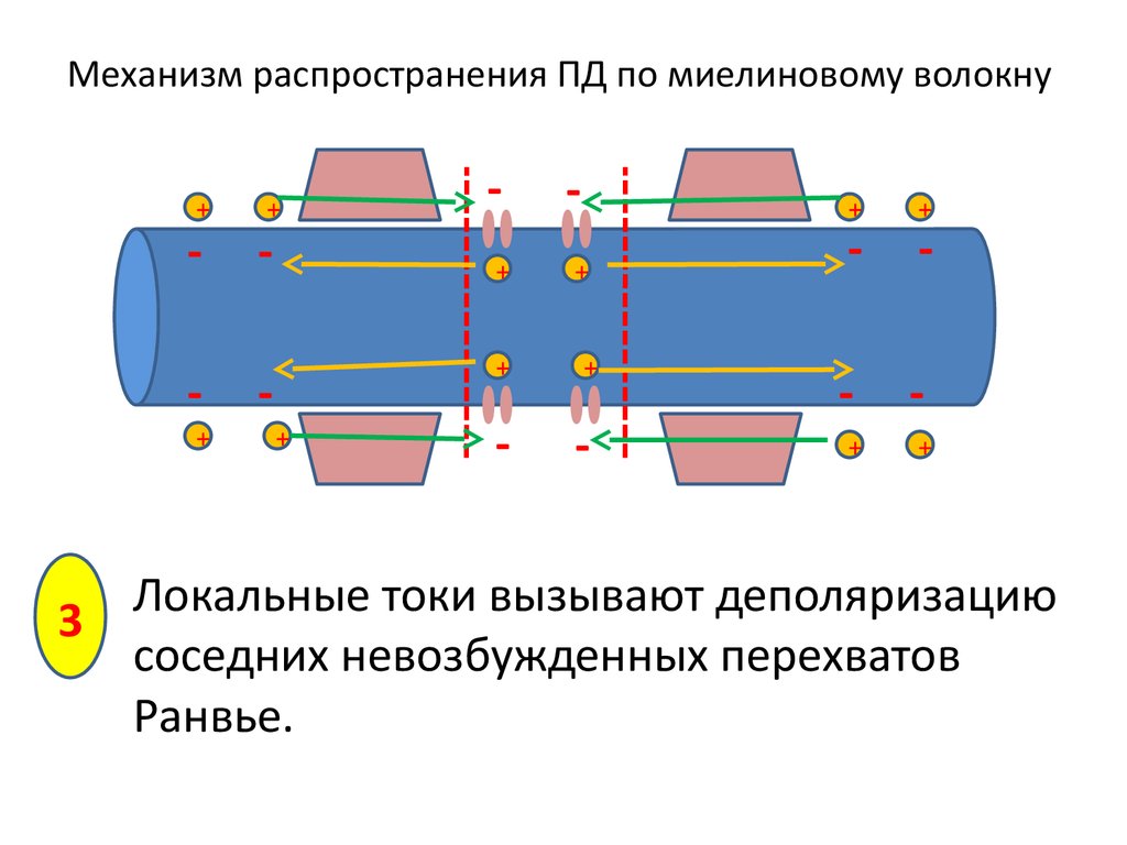 Механизм распространения