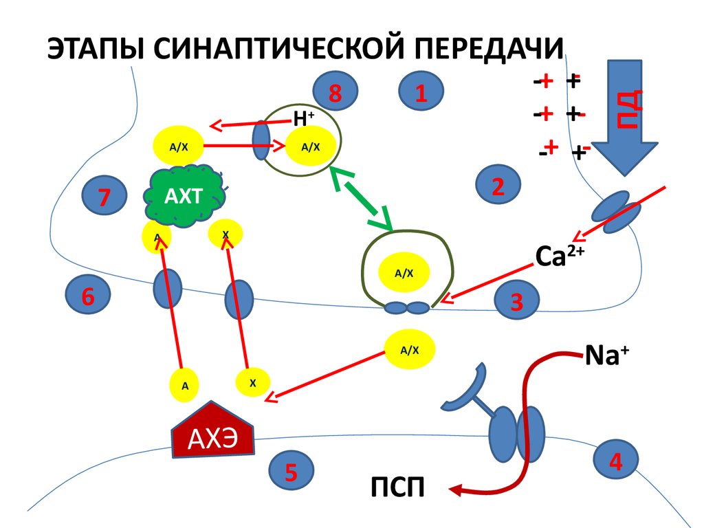 Этап х. Этапы и механизмы синаптической передачи. Этапы передачи нервного импульса. Этапы синаптической передачи возбуждения. Этапы передачи сигнала в химическом синапсе.