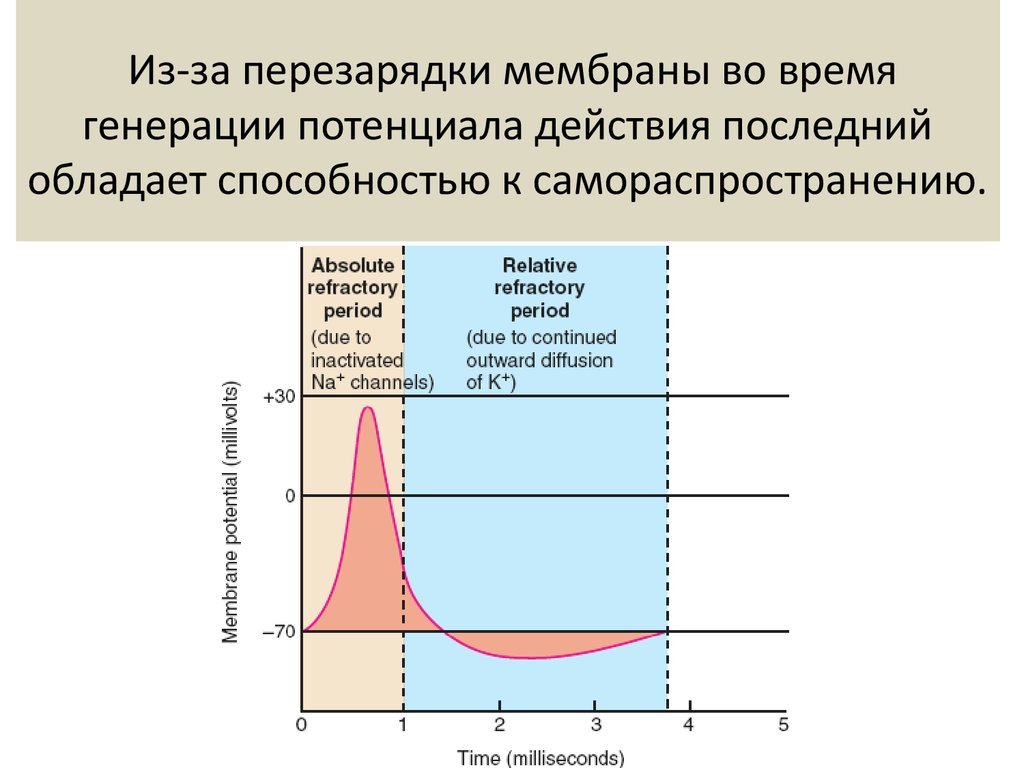 Причины возбуждения. Генерация потенциала действия. Генерация мембранного потенциала. Генерации мембранного потенциала и потенциала действия. Генерация и распространение потенциала действия.