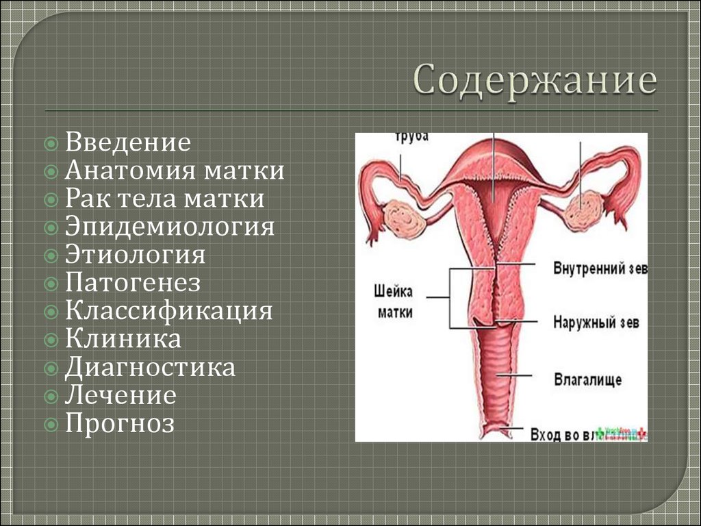 Анатомия матки презентация