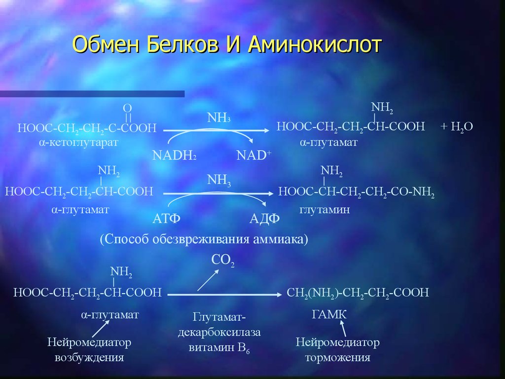Функция белковых аминокислот. Обмен белков и аминокислот. Белковый и аминокислотный обмен. Обмен белков = обмен аминокислот. Метаболизм белков и аминокислот.