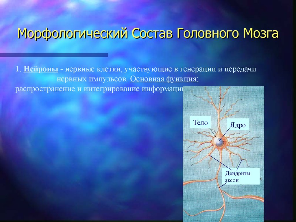 Нервные узлы и нейрон. Состав нервной клетки. Дендрит нейрона. Биохимия нейронов. Нейроны мозга.