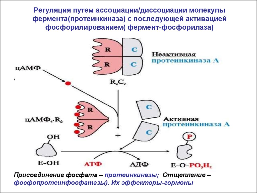 Протеинкиназа а. Регуляции активности фермента протеинкиназы осуществляется путем. Регуляция активности ферментов схемы. Регуляция активности ферментов путем изменения их конформации.