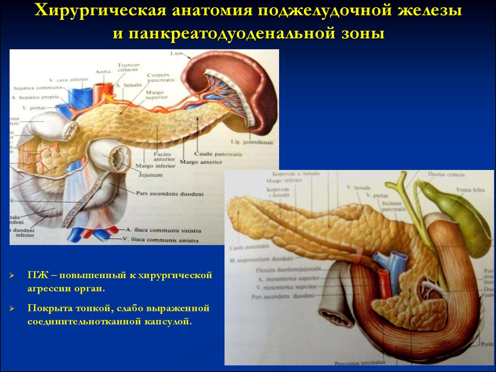 Пдр операция. Поджелудочная железа анатомия Сапин. Анатомия поджелудочной железы Синельников. Поджелудочная железа Спланхнология. Хирургическая анатомия поджелудочной железы.