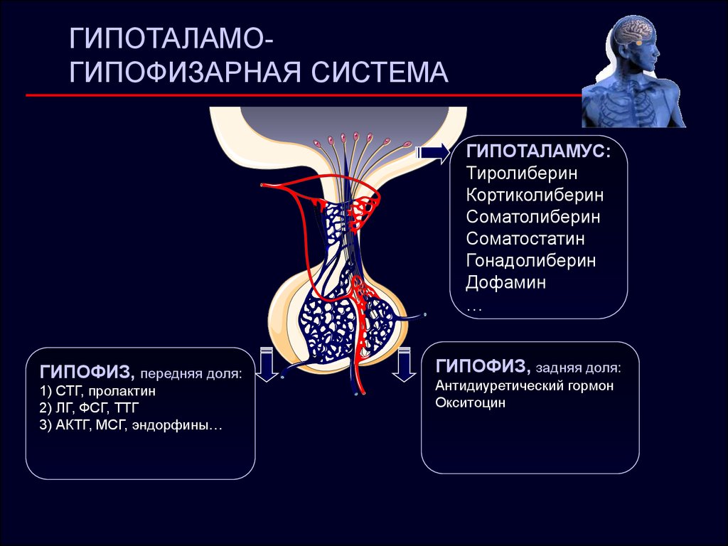 Гипоталамо гипофизарная система гормоны гипоталамуса. Гипоталамо-гипофизарно система. Гипоталамо-гипофизарная система гормоны гипофиза. Гипоталамо-гипофизарная система СТГ. Поражение гипоталамо-гипофизарной системы симптомы.