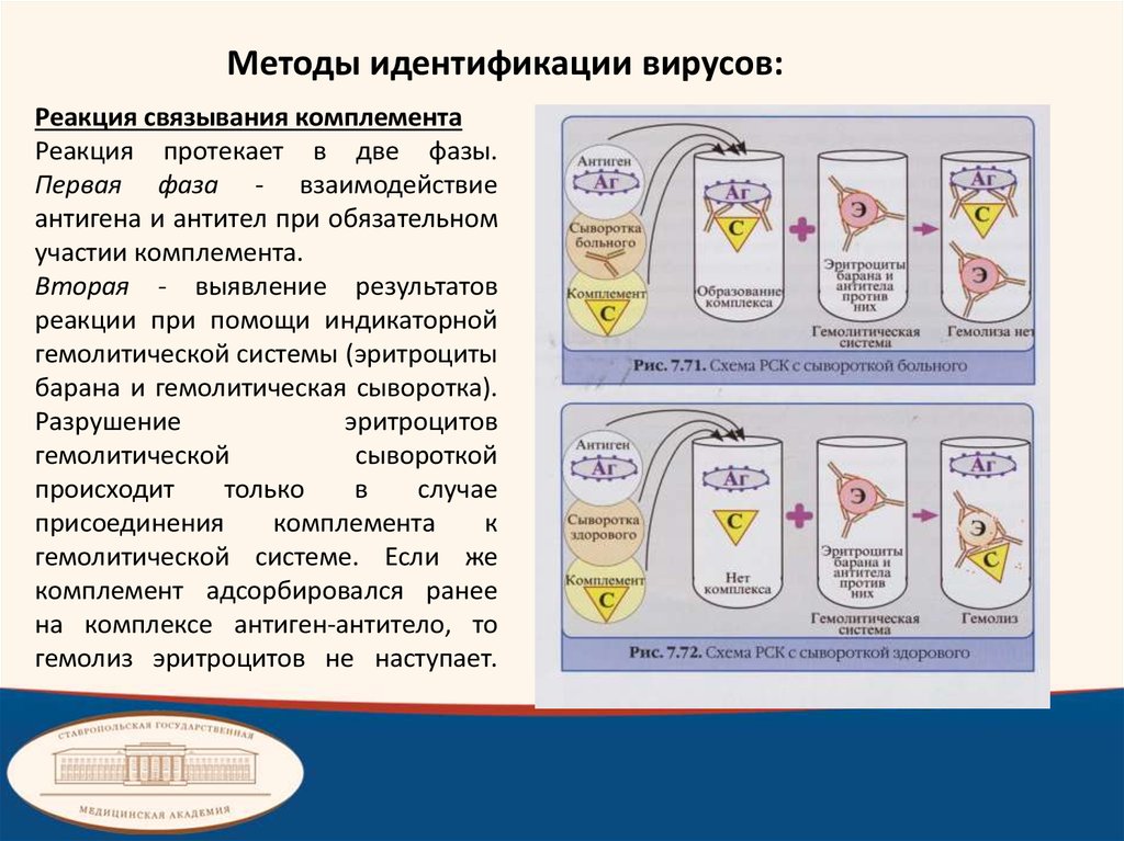 Реакция связывания комплемента микробиология