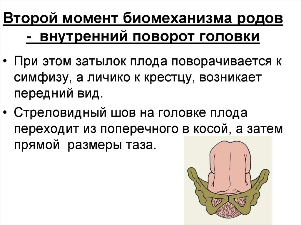 Роды периоды родов рождение ребенка. Внутренний поворот головки. Второй момент — внутренний поворот головки. Внутренний поворот головки плода. Швы головки плода.