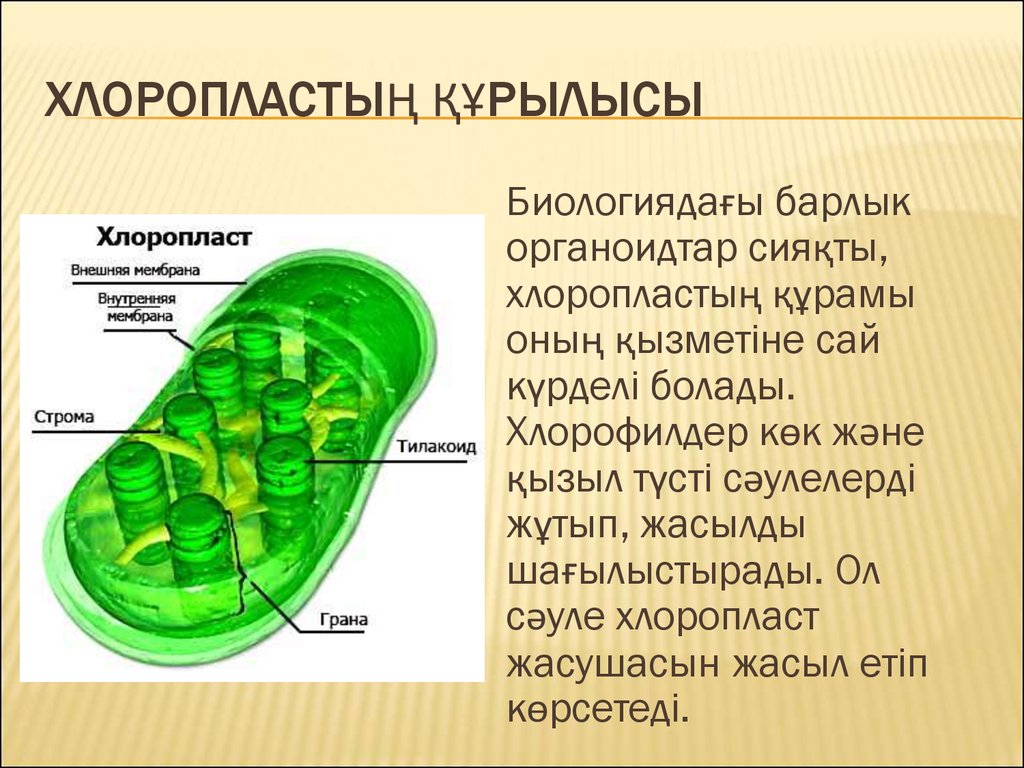 Пластиды прокариот. Строение хлоропласта Строма. Фотосинтез тилакоиды. Четырехмембранные хлоропласты. Строма тилакоид.