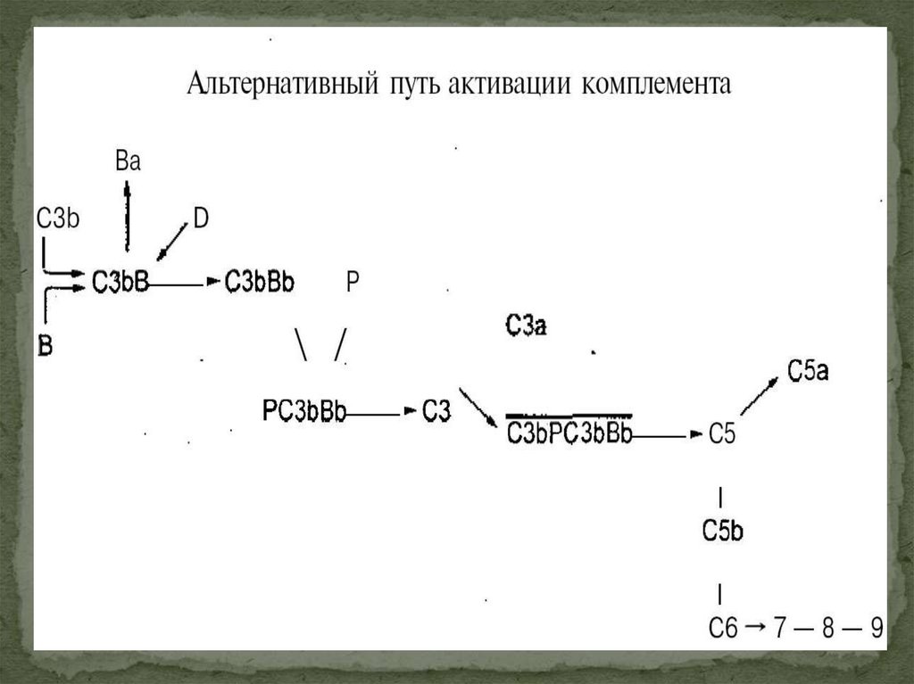 4 путь система. Схема активации системы комплемента по альтернативному пути. Альтернативный путь активации системы комплемента схема. Альтернативный путь активации комплемента иммунология схема. Активаторами классического пути активации комплемента.