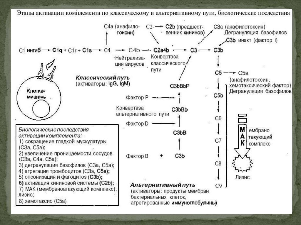 С1 комплемента