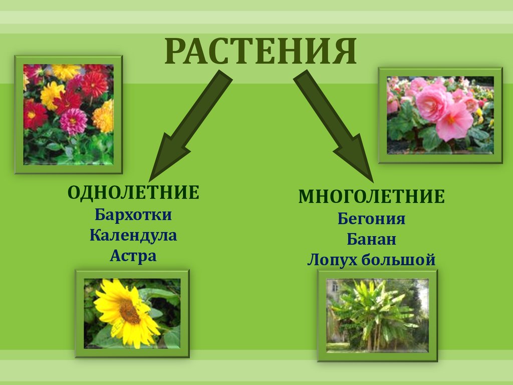 Мир растений презентация 3 класс