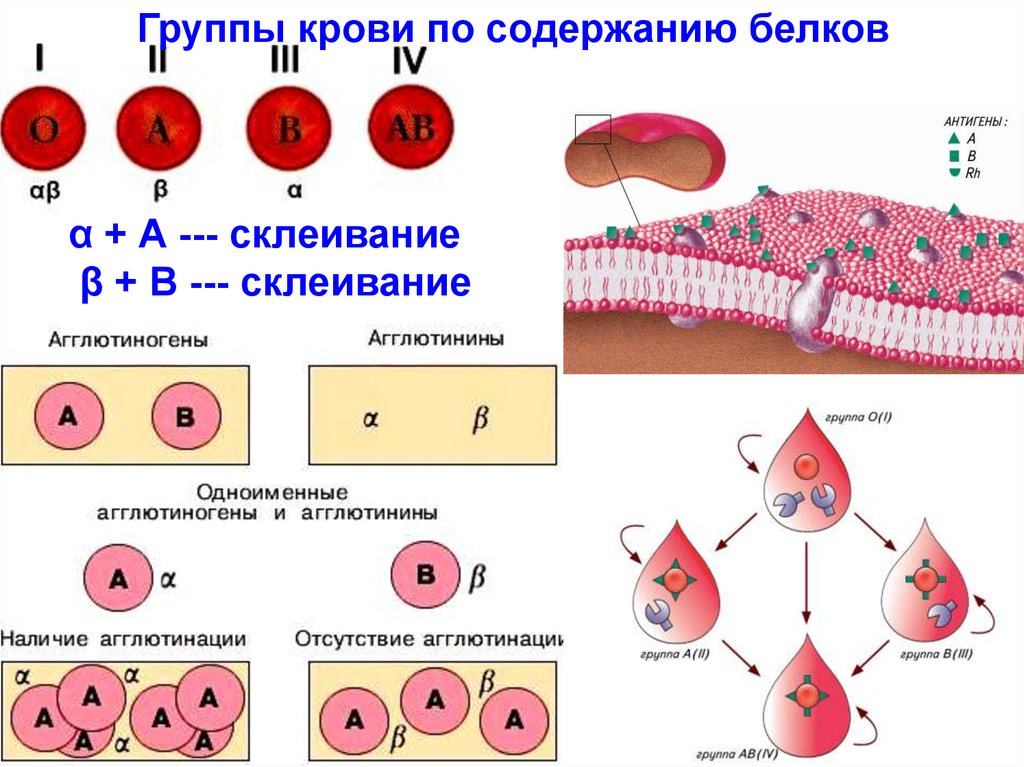 Белки определяющие группу крови. Строение мембраны эритроцита. Мембрана эритроцита схема. Какие белки в 1 группе крови. Группа крови.