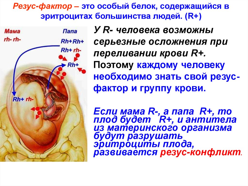 Резус фактор презентация