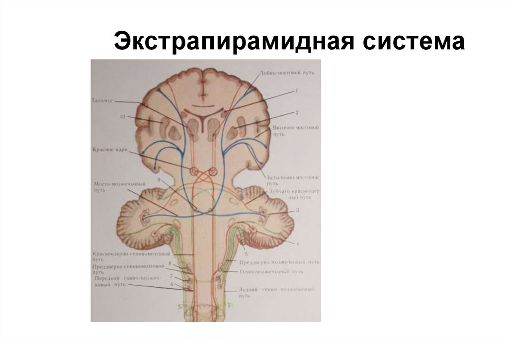 Экстрапирамидная система схема пути