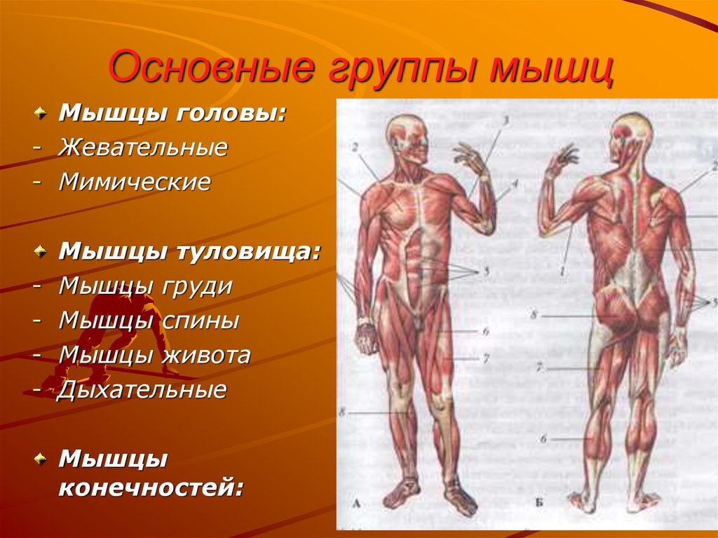 Мышечная система какие органы входят. Мышцы человека. Группы мышц человека. Анатомия основные мышцы. Органы мышечной системы человека.