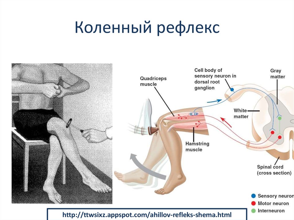 Работа коленного рефлекса. Коленный рефлекс рефлекторная дуга физиология. Схема рефлекторной дуги коленного рефлекса. Гиперрефлексия коленного рефлекса. Коленный сгибательный рефлекс.