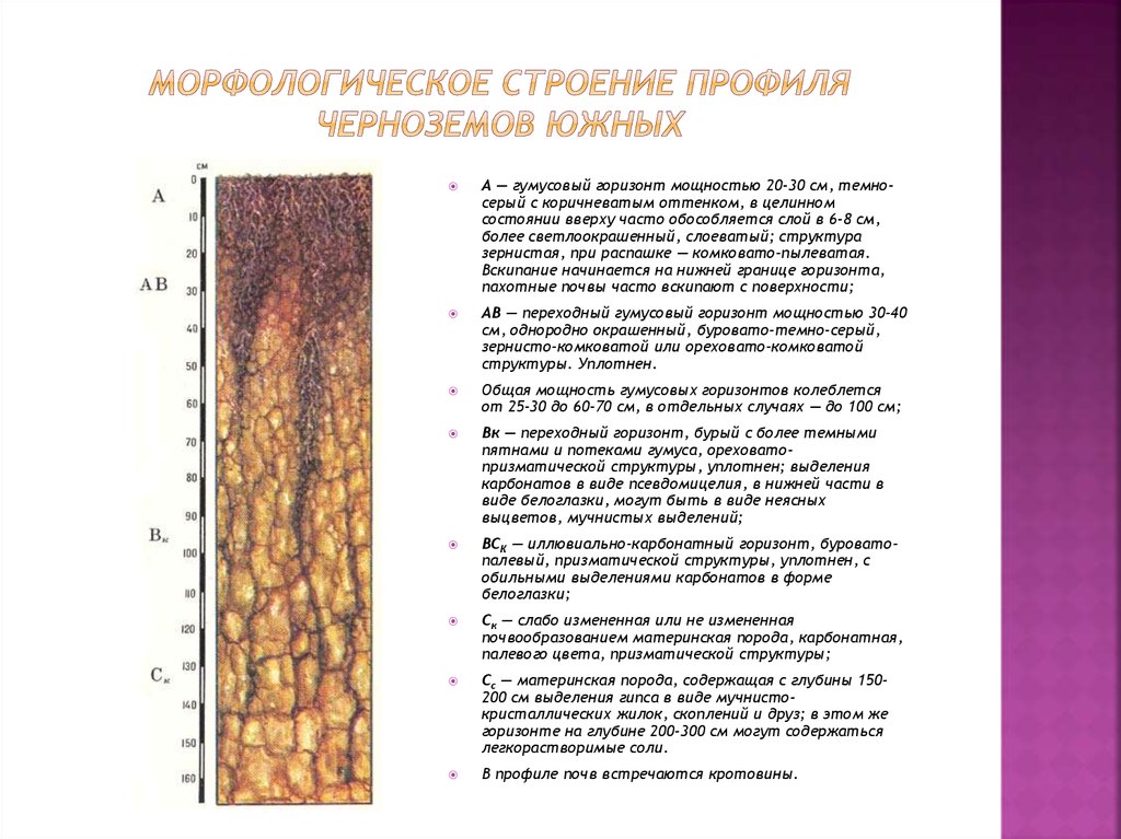 Схема строения почвенного профиля чернозема