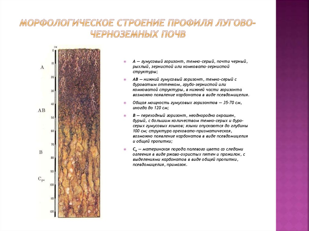 Слои черноземной почвы. Почвенные горизонты черноземных почв. Лугово-черноземные почвы характеристика таблица. Почвенный профиль лугово-черноземные. Гумусовый Горизонт черноземных почв.