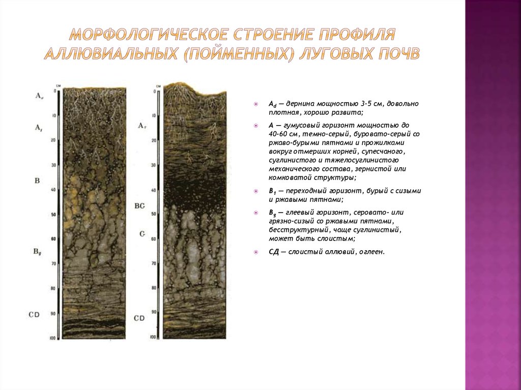 Особенности торфяно болотных почв