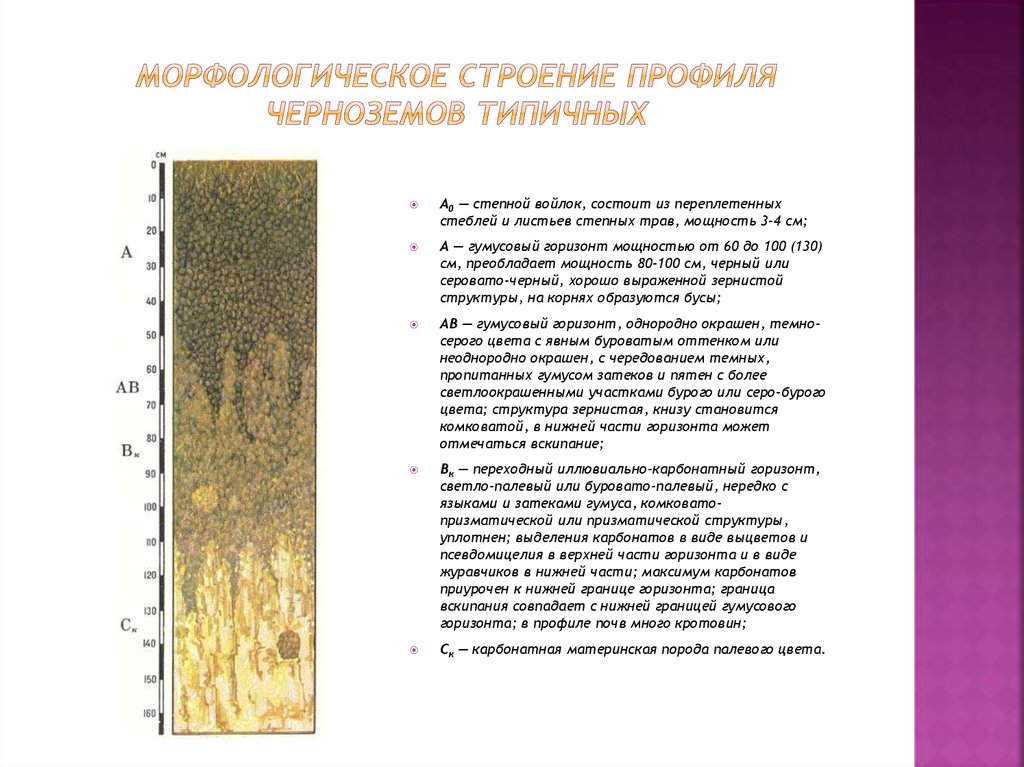 Схема строения почвенного профиля чернозема