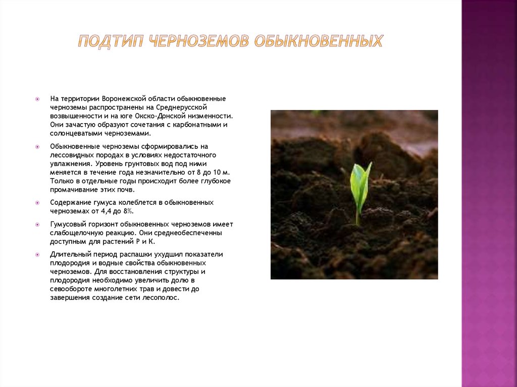 Подтип черноземов обыкновенных