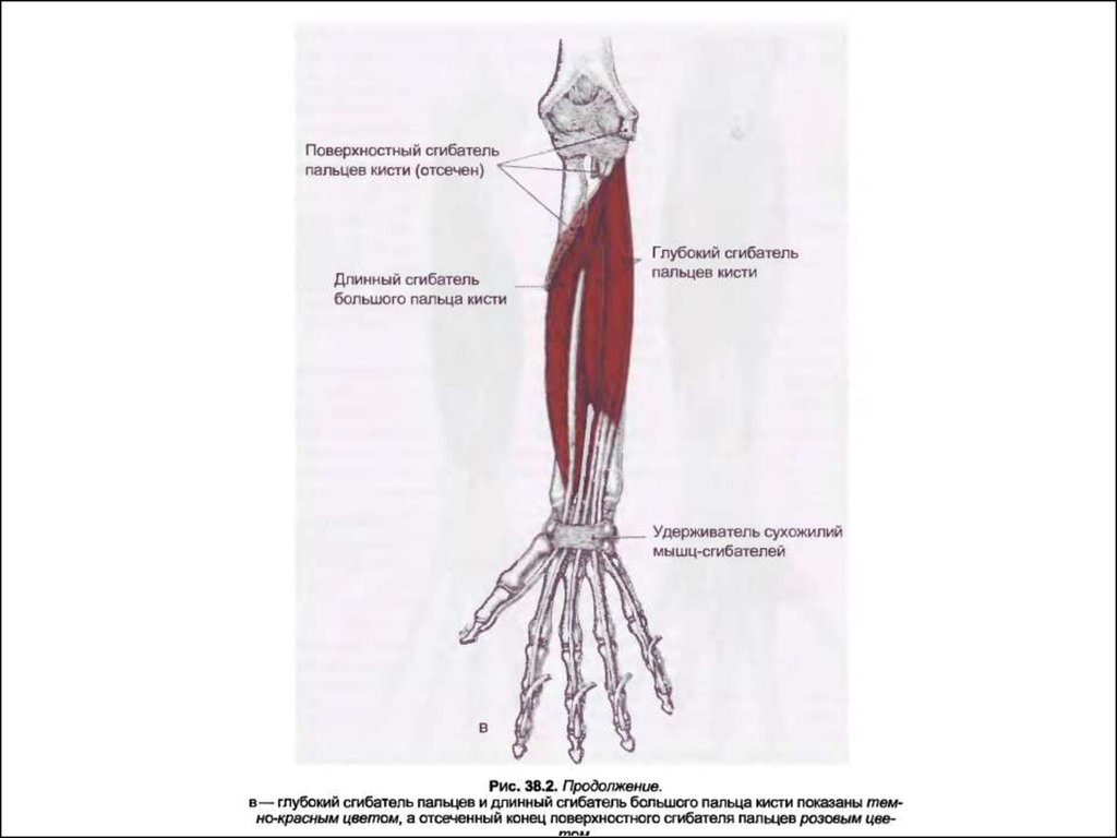 Сгибатели кисти. Мышцы сгибатели пальцев кисти. Поверхностный сгибатель пальцев функции. Глубокий сгибатель пальцев кисти мышца. Поверхностный сгибатель сгибатель пальцев мышца.