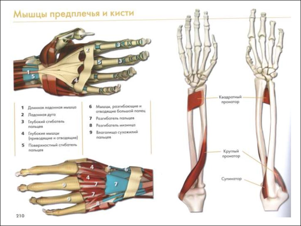 Рука человека название. Кости кисти и предплечья руки человека анатомия. Кости предплечья анатомия строение. Анатомия костей запястья человека. Мышцы предплечья и кисти анатомия.
