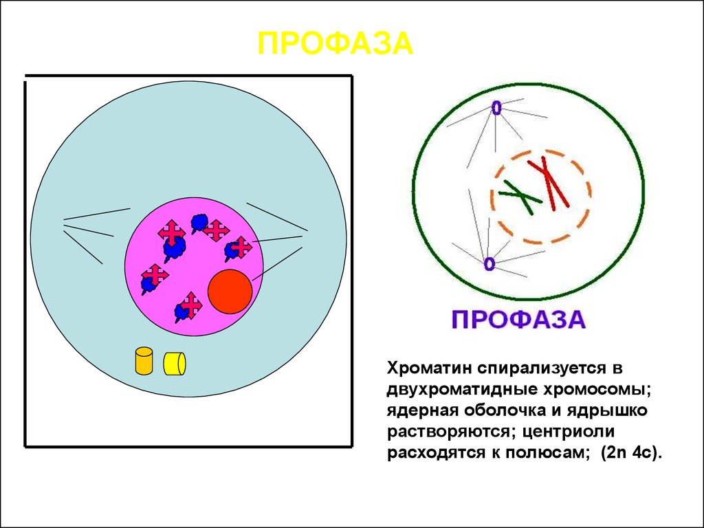 Гаплоидная клетка с двухроматидными хромосомами. Профаза хромосомы спирализуются. Хроматин спирализуется. Ранняя профаза. Двухроматидные хромосомы митоз.