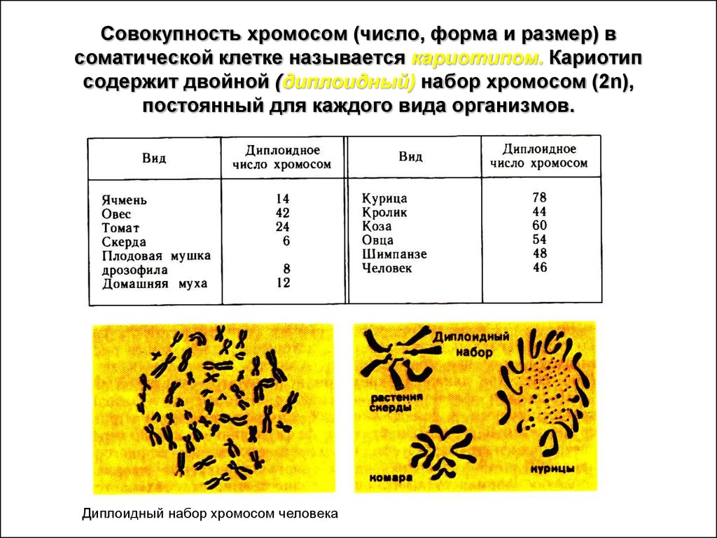 Хромосомы в растительной клетке. Диплоидный и гаплоидный набор хромосом таблица. Как определить набор хромосом у растений. Кариотип растений таблица. Диплоидный набор хромосом 1с.