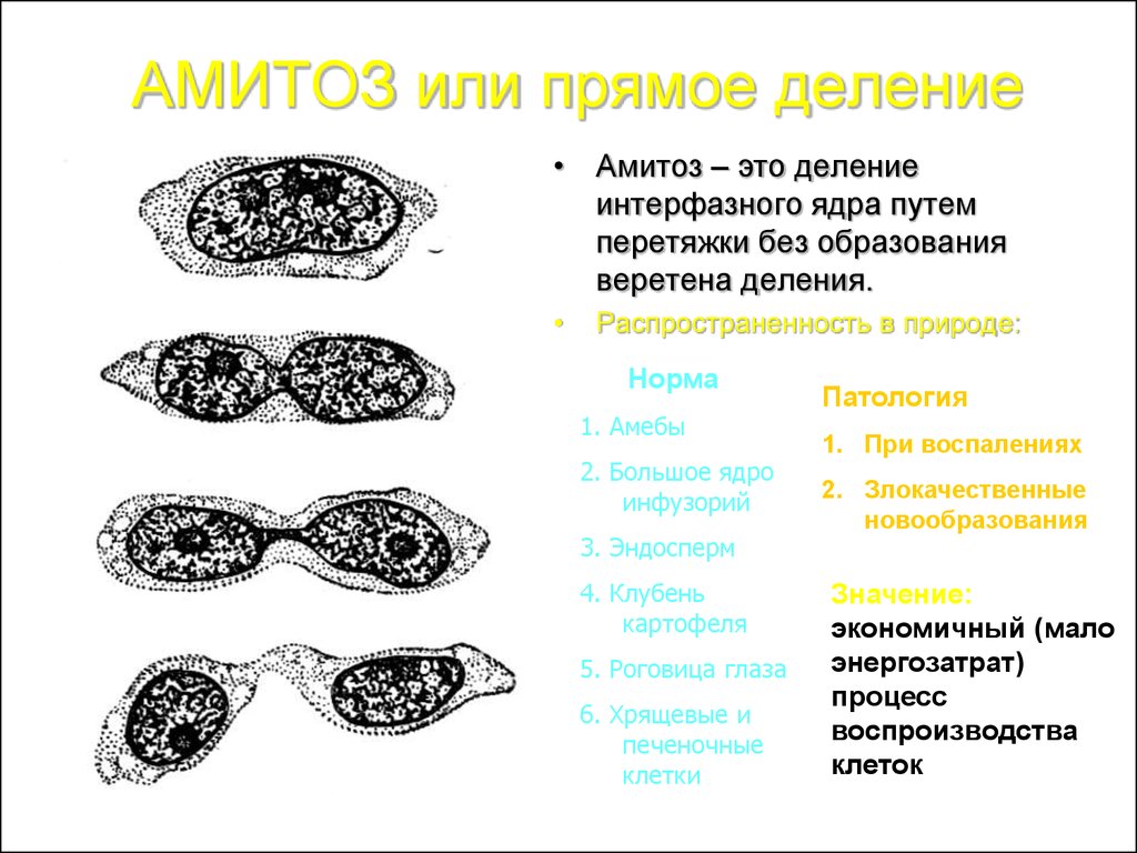 Прямым бинарным делением клетки. Деление клетки амитоз. Амитоз прямое деление. Прямое деление интерфазного ядра путем перетяжки. Амитоз фазы деления.