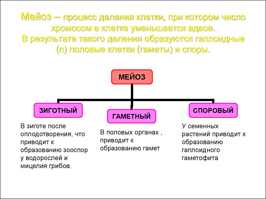 В результате деления образуются