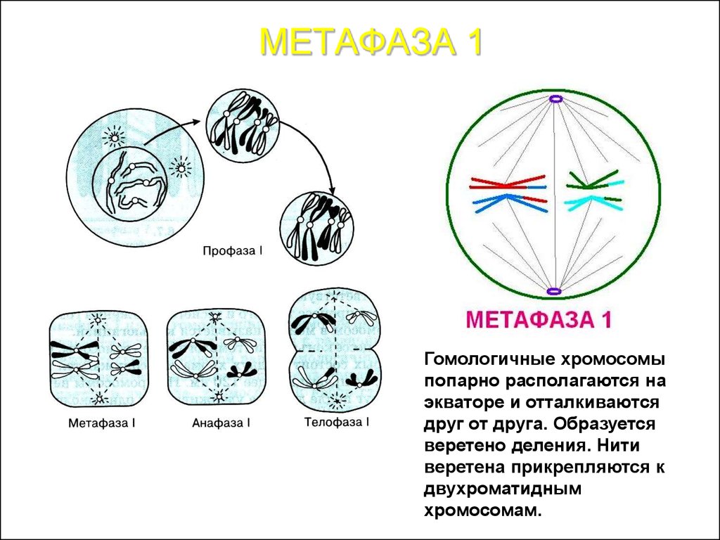 Сколько хромосом в телофазе мейоза 1. Метафаза анафаза телофаза анафаза. Анафаза мейоза 1. Метафаза анафаза 1. Профаза метафаза анафаза телофаза.