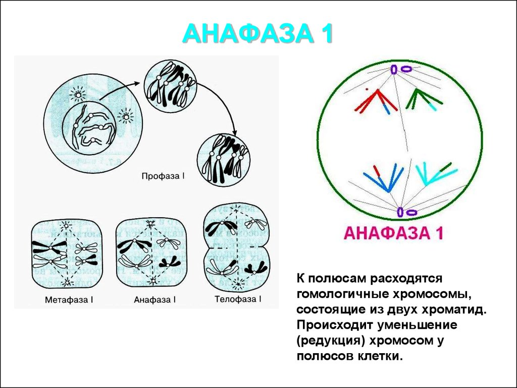 Редукция числа хромосом происходит во время. Анафаза 2. Анафаза мейоза 2. Анафаза 1. Мейоз 2 анафаза 2.