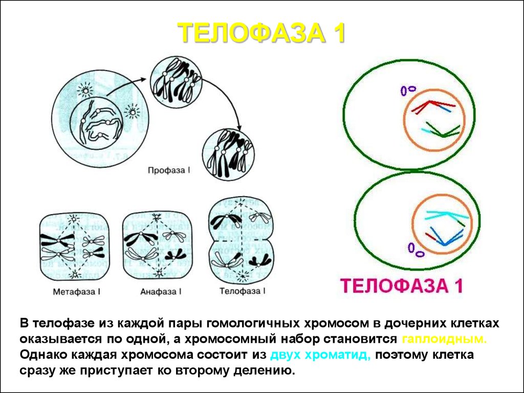 Мейоз анафаза 2 набор хромосом. Телофаза 2. Телофаза 2 хромосомный набор. Телофаза мейоза 2. Телофаза мейоза 2 набор.