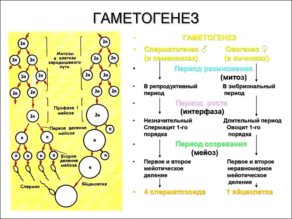 Сколько хромосом содержится в гаметах. Схема гаметогенеза 9 класс биология. Гаметогенез сперматогенез овогенез. Таблица гаметогенез 10 класс биология. Гаметогенез Вебиум.