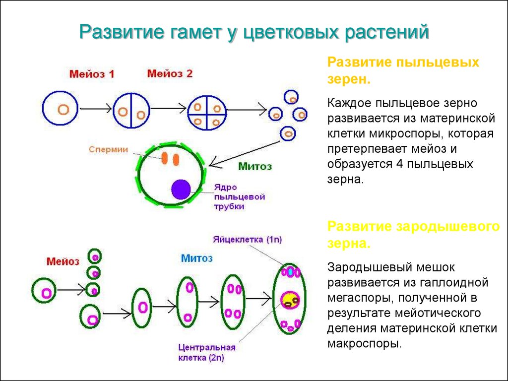 Схема жизненного цикла растения гаметы. Жизненный цикл половых клеток мейоз. Плоидность клеток мейоз. Созревание яйцеклетки мейоз. Формирование половых клеток мейоз.