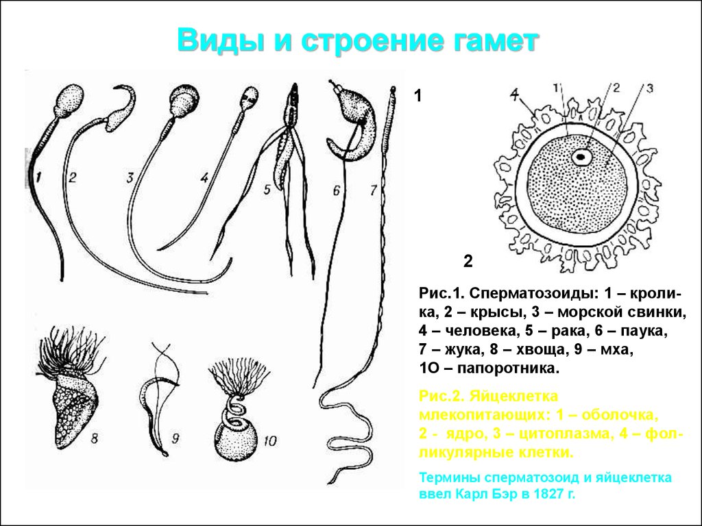 Спермий мха. Схема строения половых клеток у животных. Строение половых клеток. Строение гамет. Сперматозоиды различных животных.