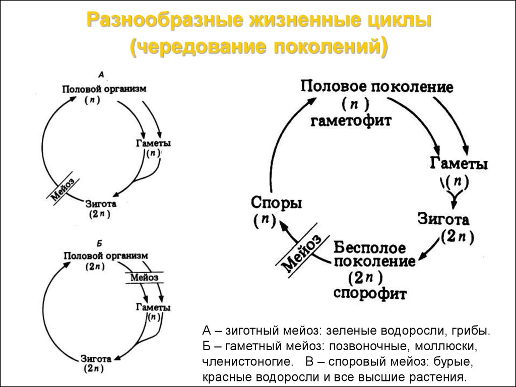 Цикл высшие. Схема чередования поколений у растений. Жизненный цикл растений чередование поколений. Жизненный цикл и чередование поколений у высших споровых растений. Жизненный цикл споровых растений чередование поколений.