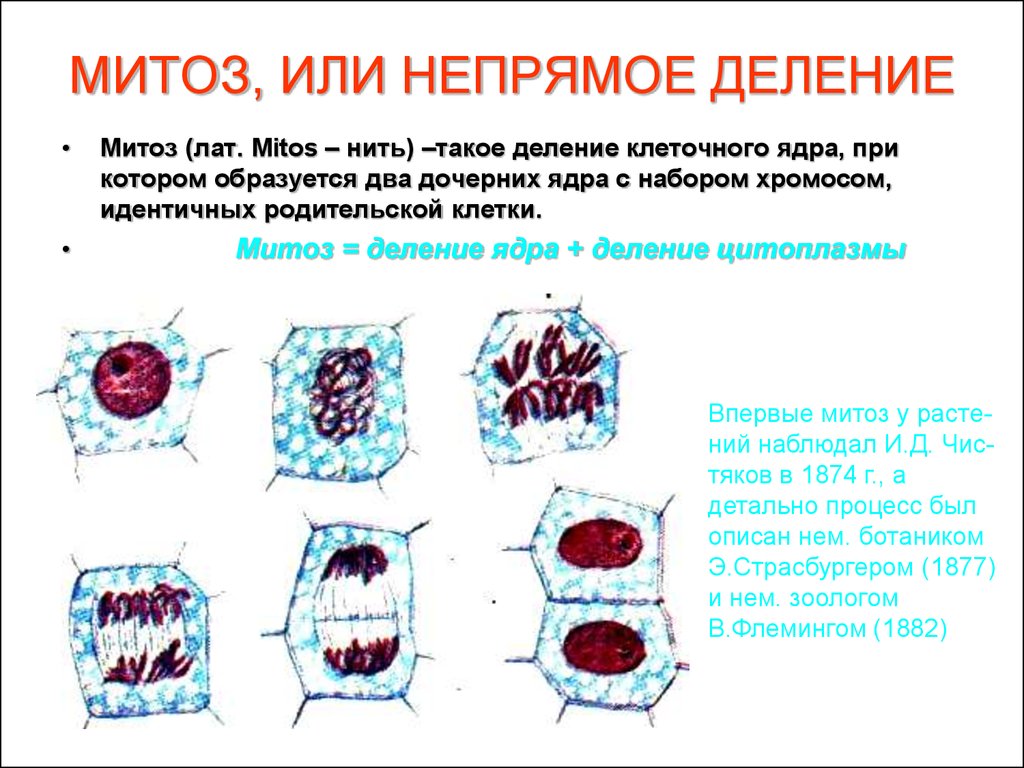 Способна к митозу. Митоз. Деление ядра клетки. Деление митоза. Митотическое деление клетки.