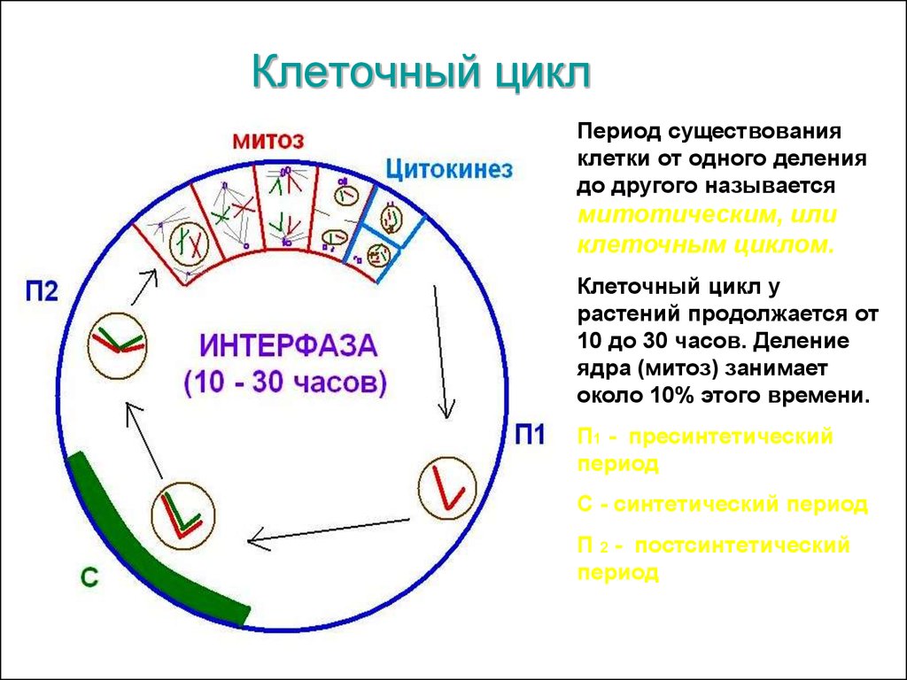 6 жизненный цикл клетки. Фазы клеточного цикла схема. Последовательность фаз жизненного цикла клетки цитокинез. Жизненный цикл клетки схема. Деление клетки жизненный цикл митоз.
